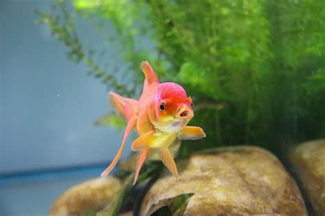 養魚 種類|適合新手養魚品種 : 6種入門淡水魚